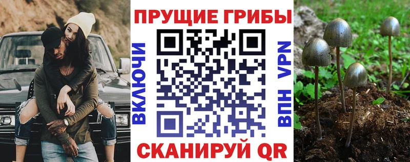 Галлюциногенные грибы Psilocybe  дарнет шоп  Яровое 